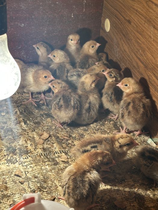 Продаются цыплята кучин