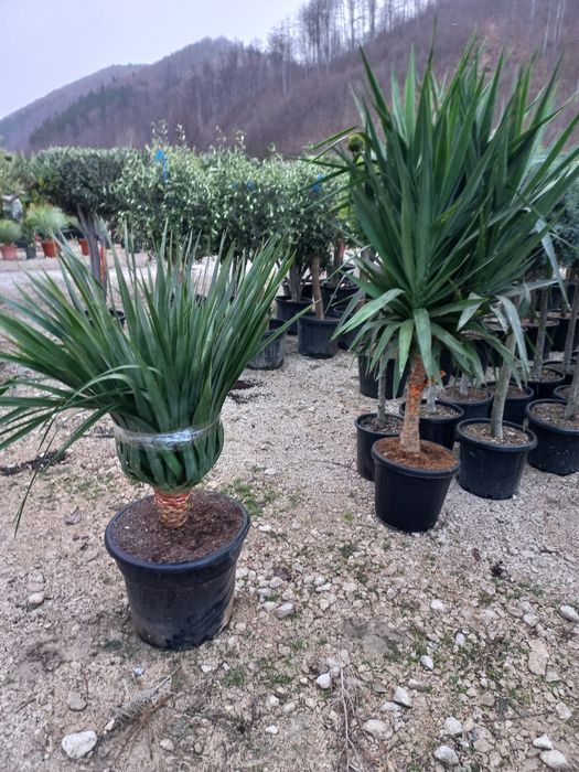 Vand plante de toate speciile