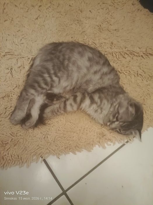 Отдаем кошку в добрые руки