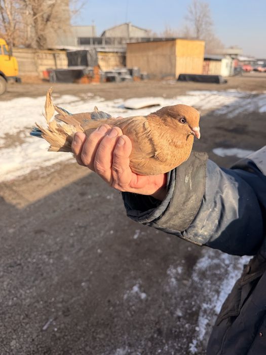 Голуби красные с игрой и летом.