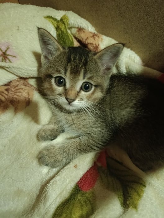 Продается котенок шиншилла