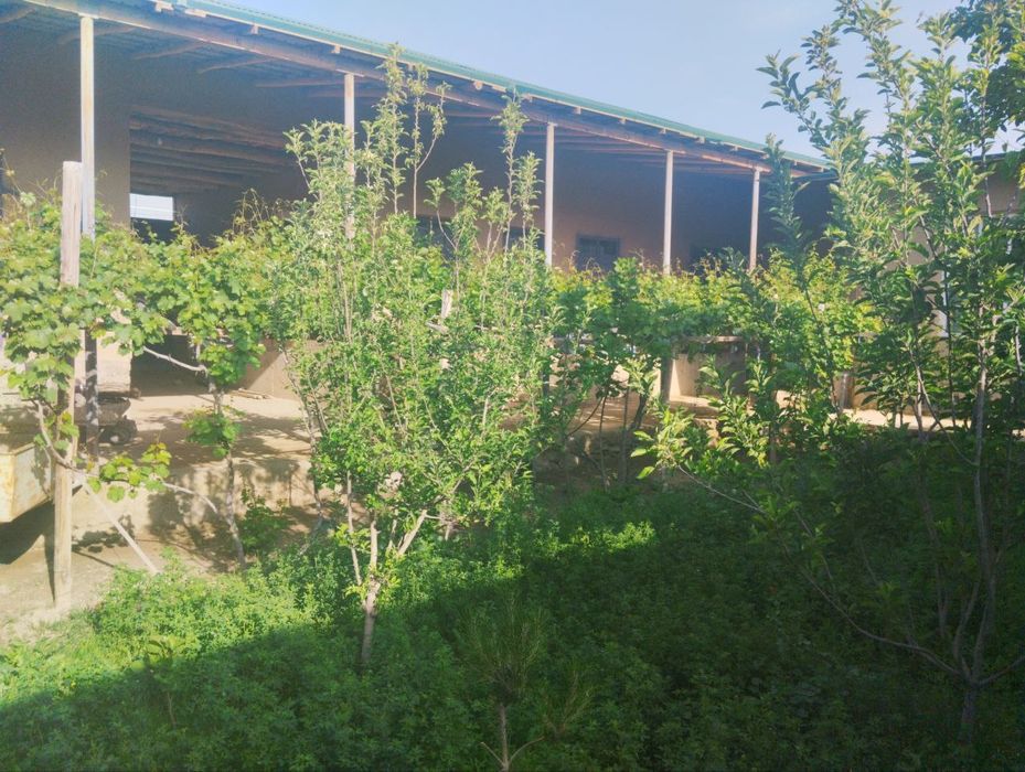 Ховли Сотилади, Срочно Кармана