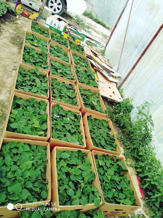 Pavloniya Nixolchalar tayyori bor