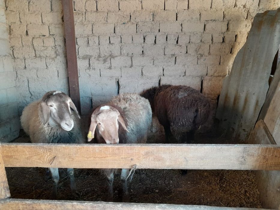 бордақы қойлар сатылады