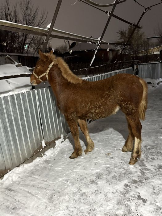 Продам жеребчика 5 месяцев