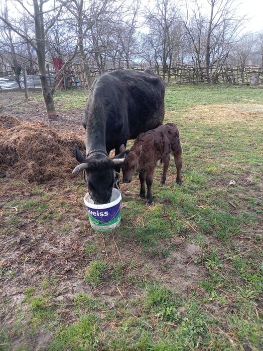 Vând două vaci cu vitel