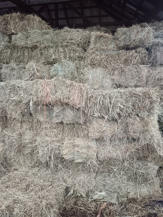 Baloti de fan disponibili