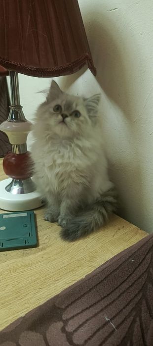 Продается котёнок персидской породы
