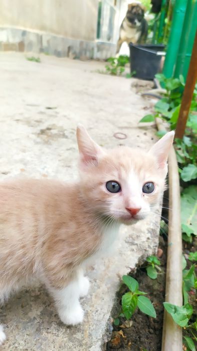 Котёнок, мальчик,1.5месяца, в Чирчике.