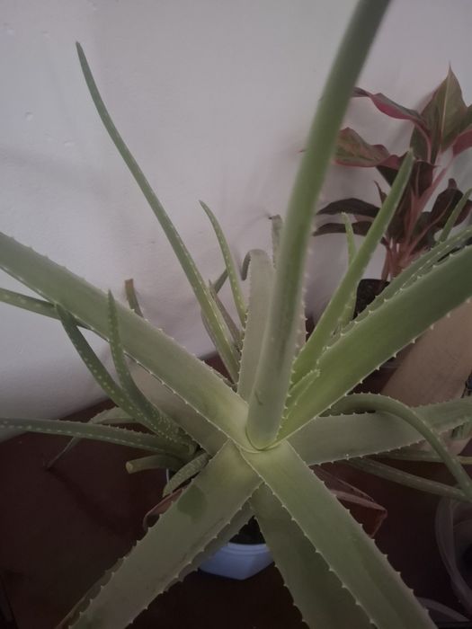 Продам Алое Вера более 3-х лет