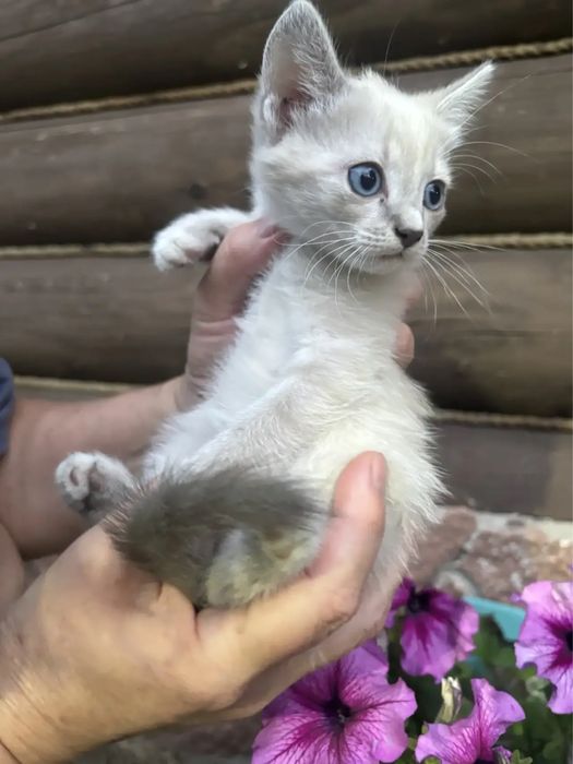 Отдам котят 2.5 мес