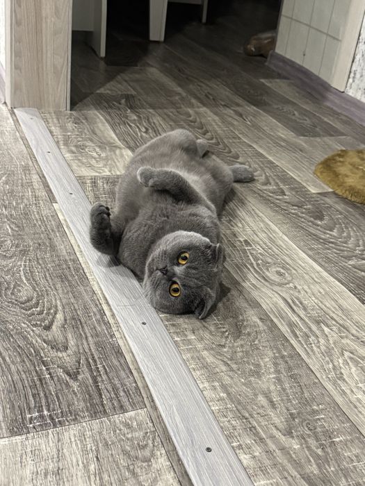 Отдам кота три года