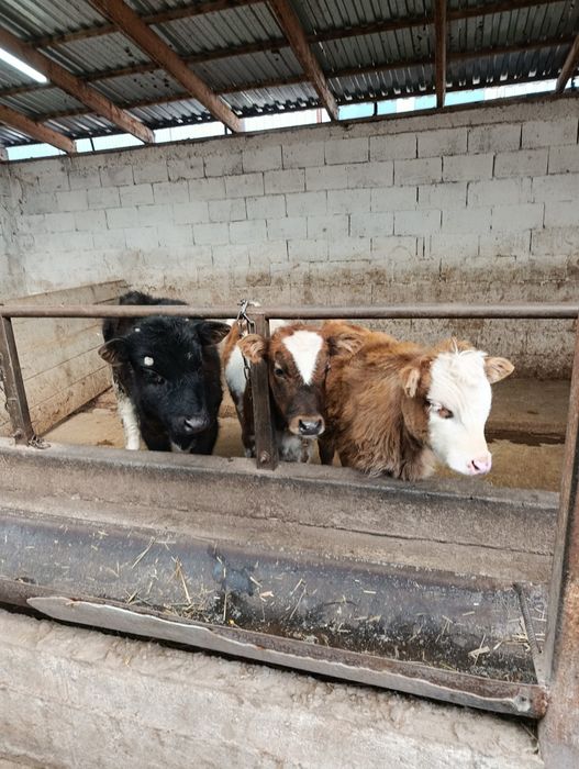 Продаются 2 бычка и 1 тёлка