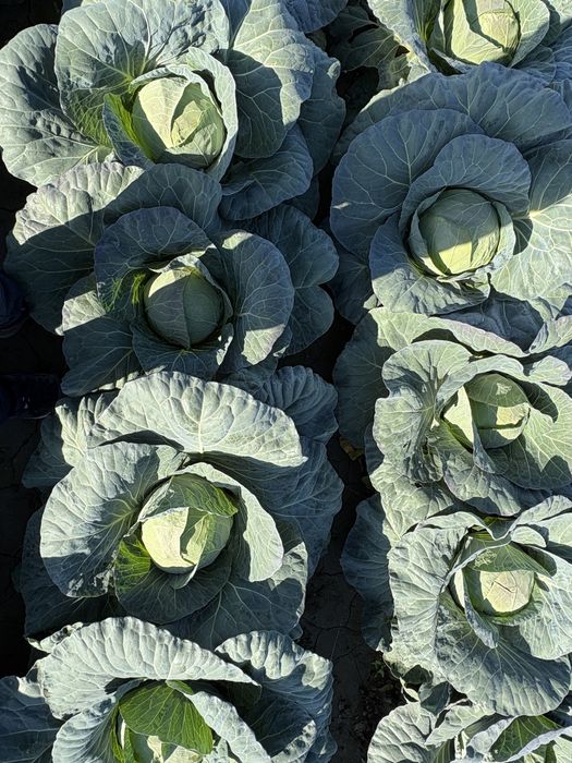 Varza alba bucharest