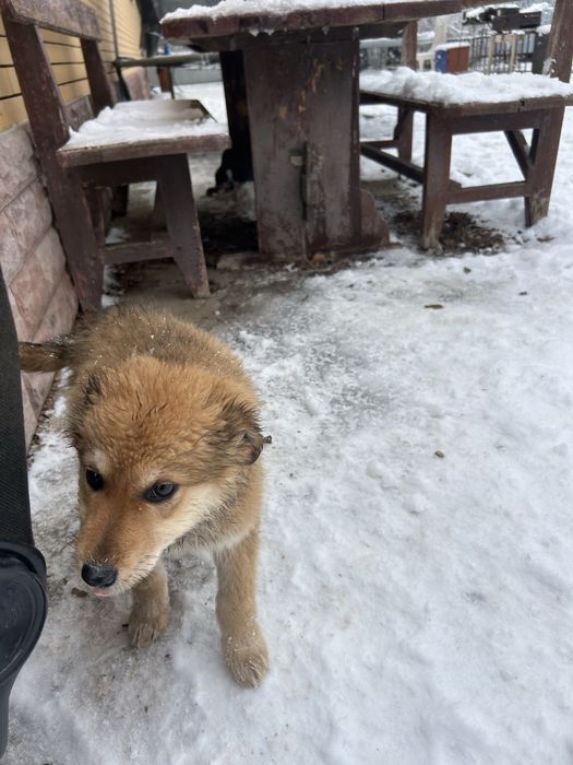 Щенки в хорошие руки