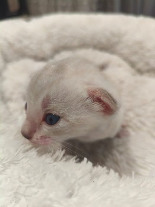 Котенок продается