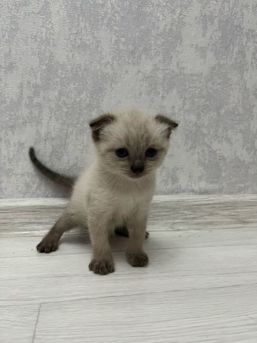 Продается котенок