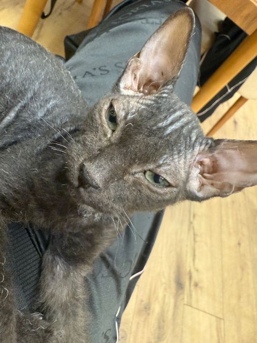 Срочно! Донской сфинкс, котёнок, девочка.