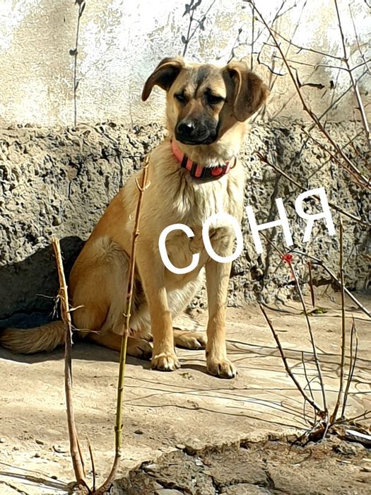 ПОДАРЮ ЩЕНЯТ...Подарим счастье в дом