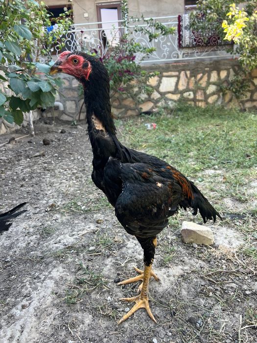 Даканглар сотилади