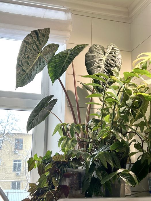 Клубни алоказий