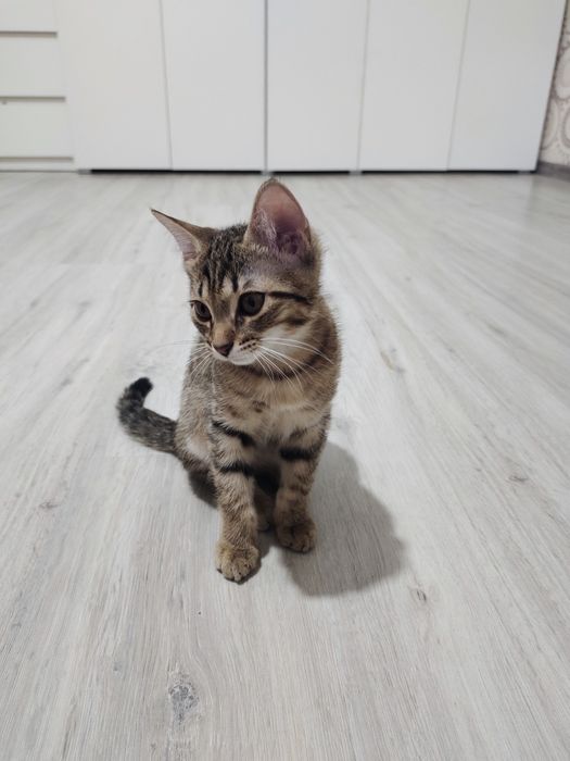 Отдам котят в хорошие руки