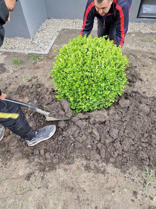 Plante ornamentale ( buxus glob, tuia, palmier, pon pon, spirala, tei