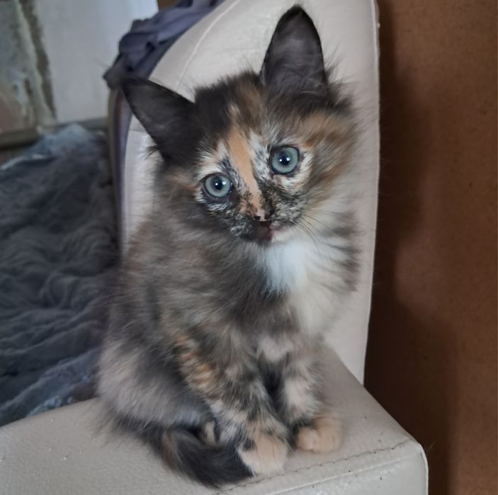 Кошечки в добрые руки