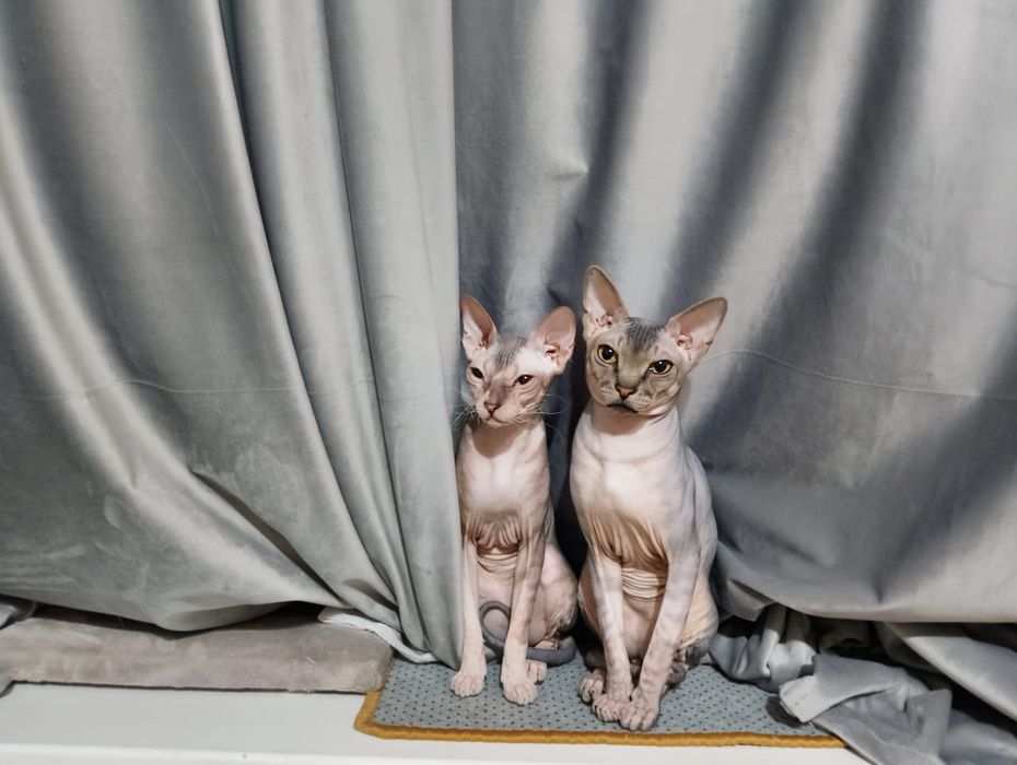 Продам котят сфинкса