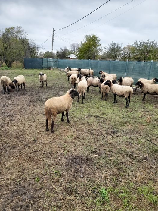 Oi carabase de vanzare