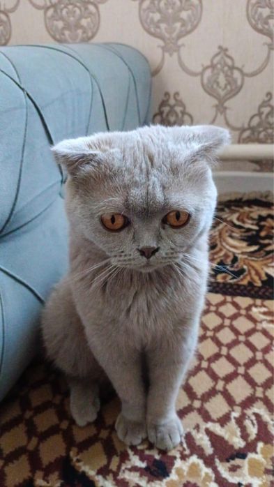 Британский кошка