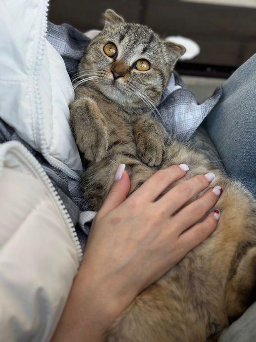 Отдам вислоухую шотладку