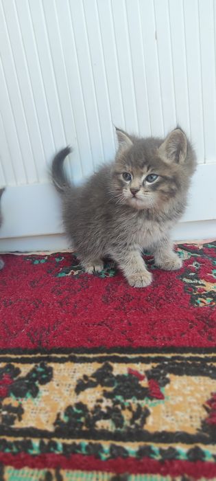 Продаётся пародистые котята