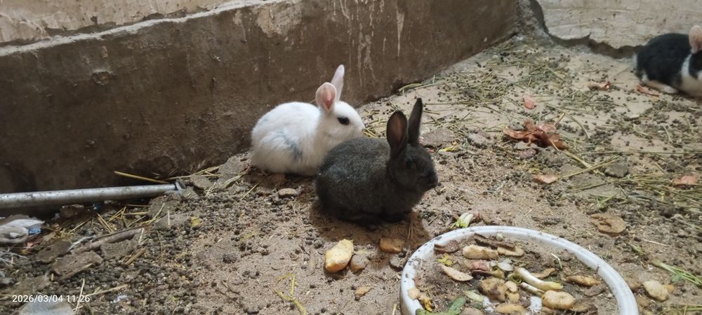 Quyon bolalari sotiladi