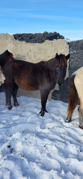 Продам лошадей! Кобыл, кобыл с жеребятами!