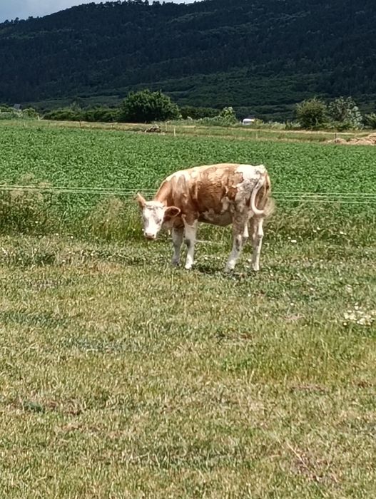 Vițele de vânzare