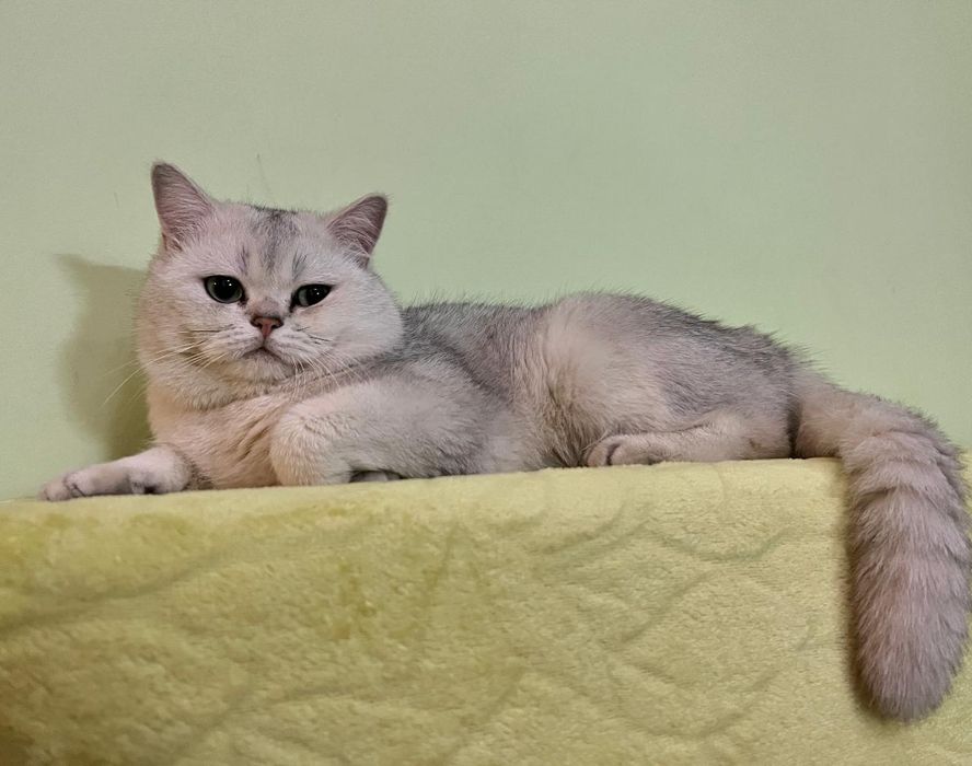 Вязка Британская шиншилла мальчик