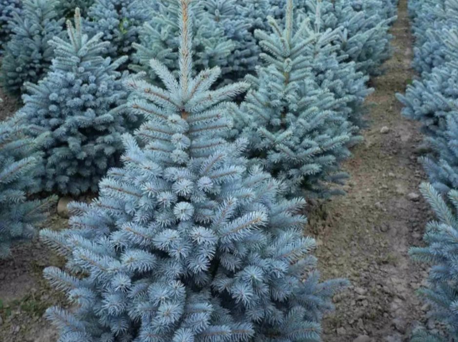 Gazon. Archa. Fantan. Landshaft. Dizayn.