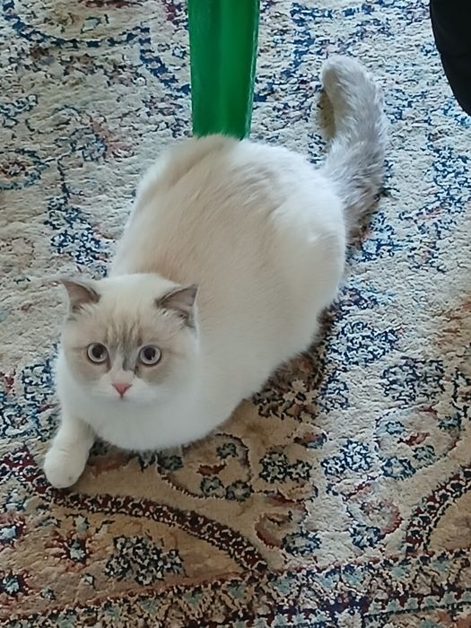 Сотилади зоти скотиш страйт