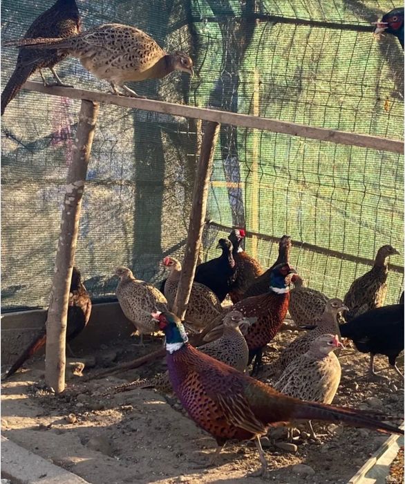 Vând fazani comun si tenebros