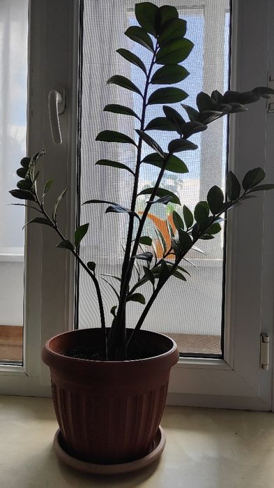 Домашние цветы красивые