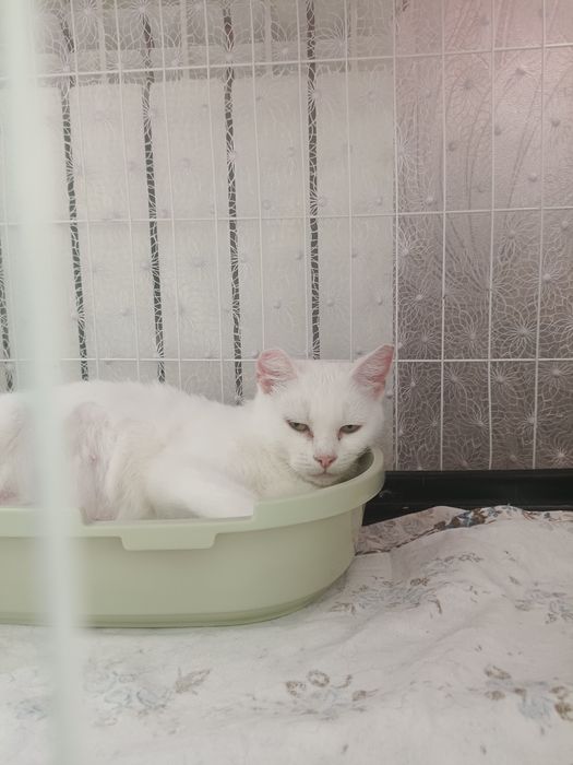 Пристраивается кошечка