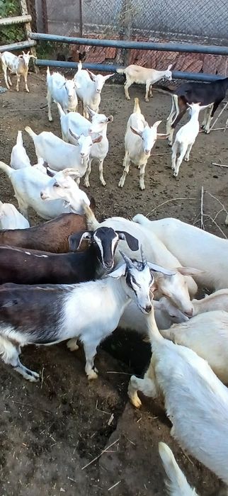 Продавам качествени домашно отгледани ярета!