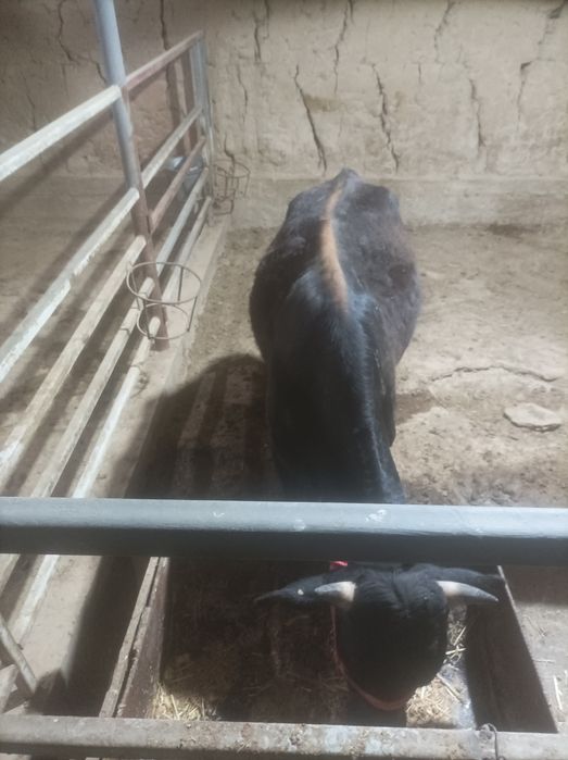 Buqachala sotiladi  soni 3 ta