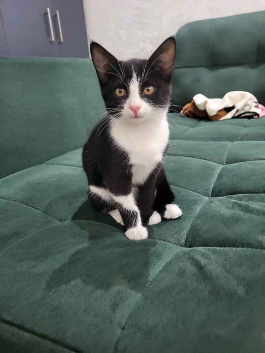 Отдам даром котика в добрый руки и заботливый  котик очень умный