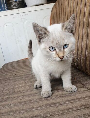 Отдам котенка в добрые руки