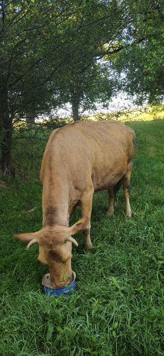 Vând vaca baltata românească