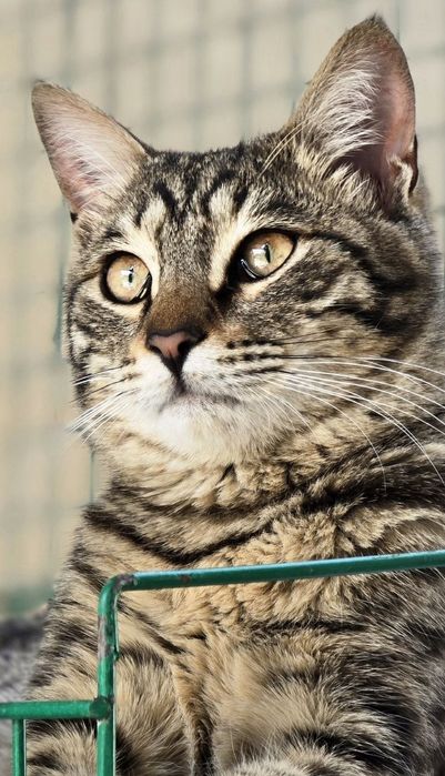 Котик ищет дом и любящих хозяев