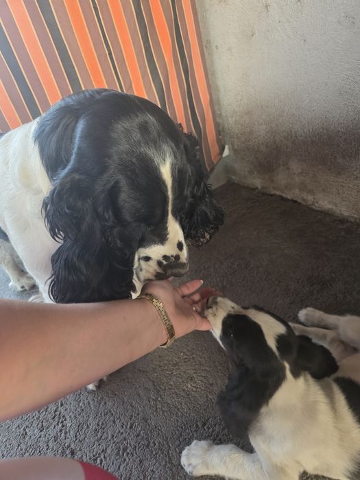 Продаются щенки спаниеля от рабочих собак