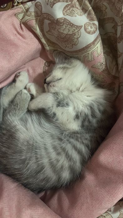 Котеннок серебристая шиншила